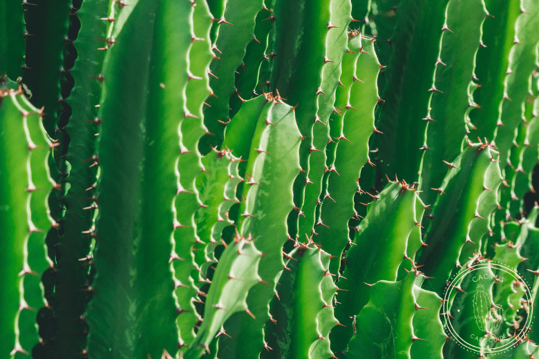 Poisonous Cacti List