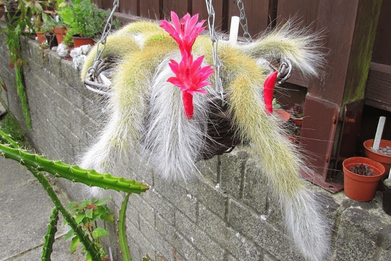 Monkey Tail Cactus