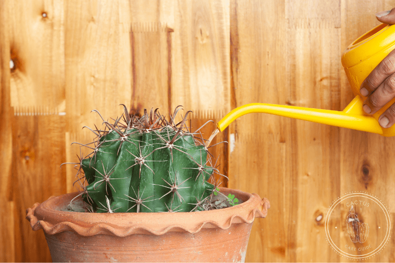 Preventing Cactus Sunburn