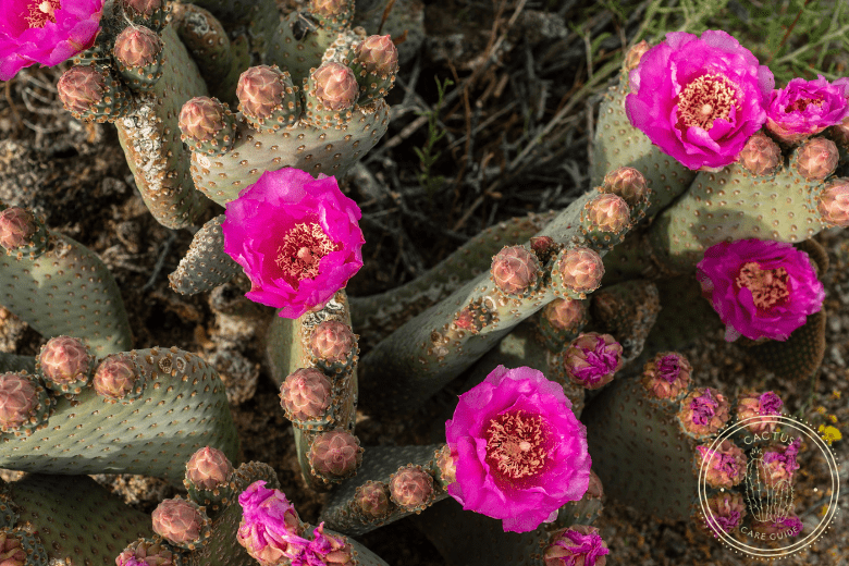 How Fast Do Prickly Pear Cactus Grow