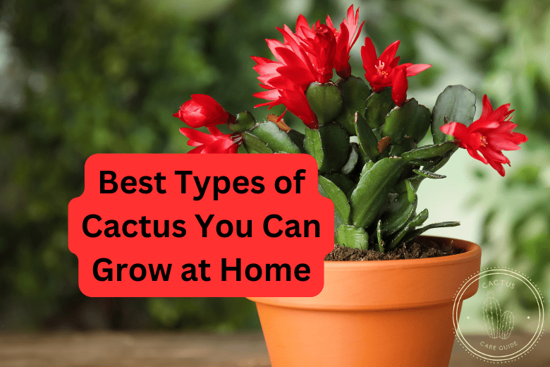 Best Types of Cactus You Can Grow at Home