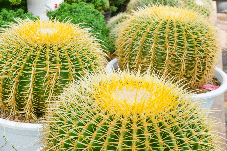 Barrel Cactus Turning Yellow