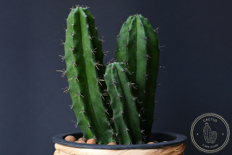 Cereus Cactus Care