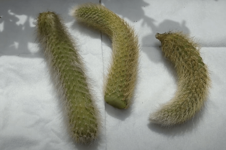 Monkey Tail Cactus Propagation