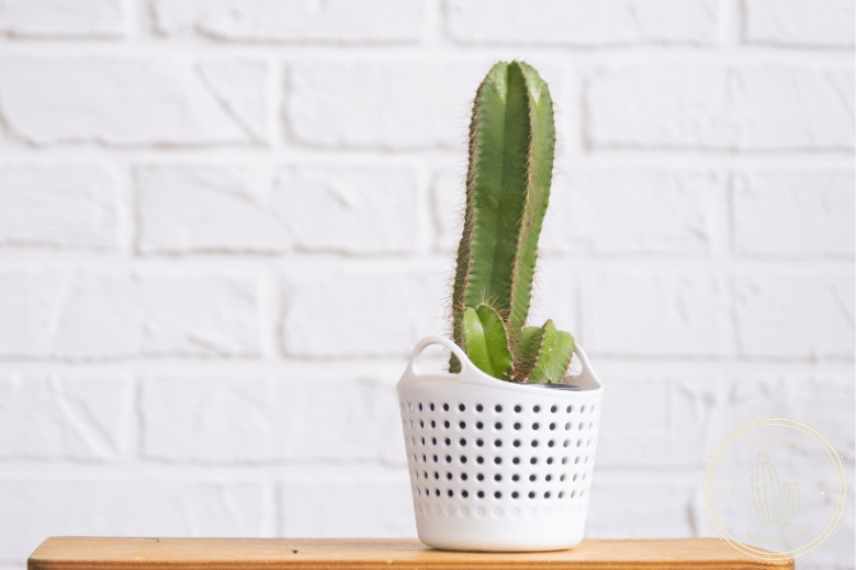 Preventing Cactus Sunburn