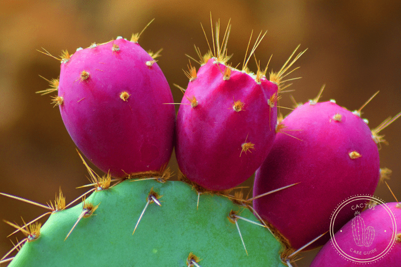 How Fast Do Prickly Pear Cactus Grow