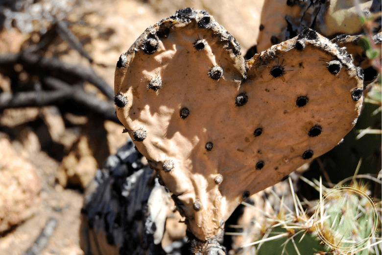 How Do You Know If a Cactus is Dead