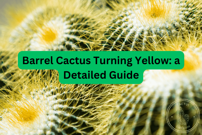 Barrel Cactus Turning Yellow