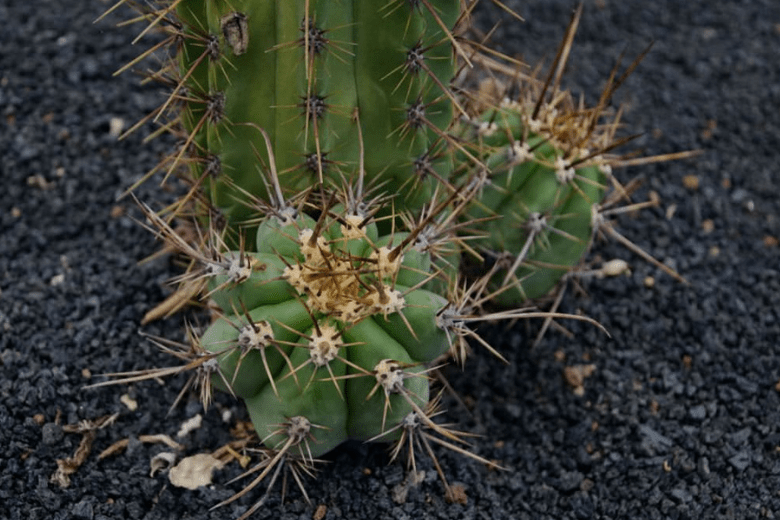 Poisonous Cacti List