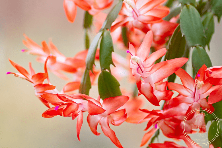 Best Types of Cactus You Can Grow at Home, Christmas Cactus