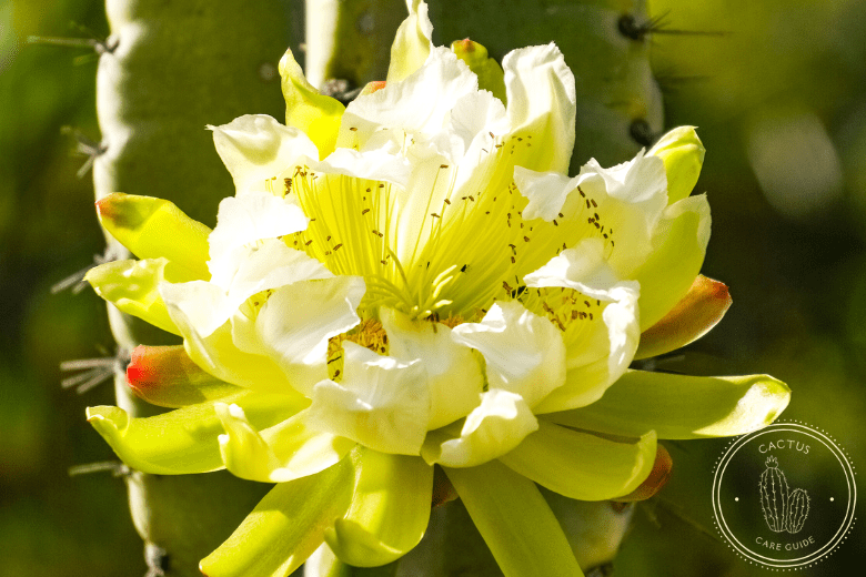 Cereus Cactus Care