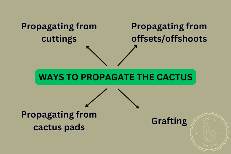 Can You Cut off a Piece of Cactus and Plant It