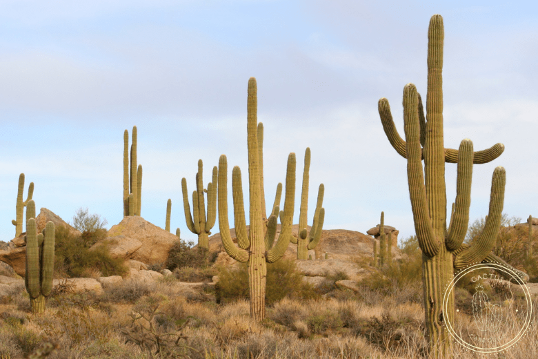 Poisonous Cacti List