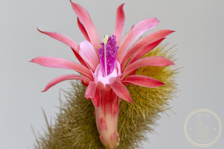 Monkey Tail Cactus