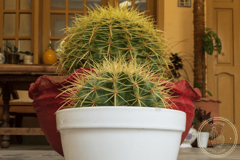 Best Types of Cactus You Can Grow at Home