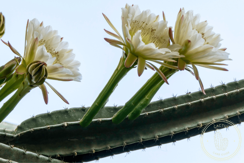 Cereus Cactus Care