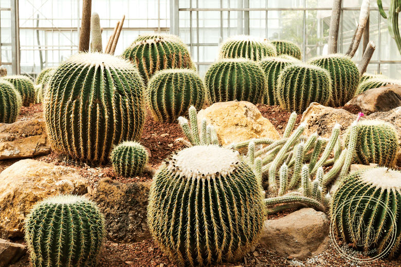 Are Golden Barrel Cactus Poisonous