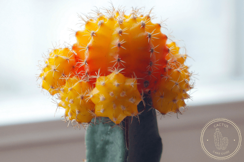 Best Types of Cactus You Can Grow at Home, Moon Cactus