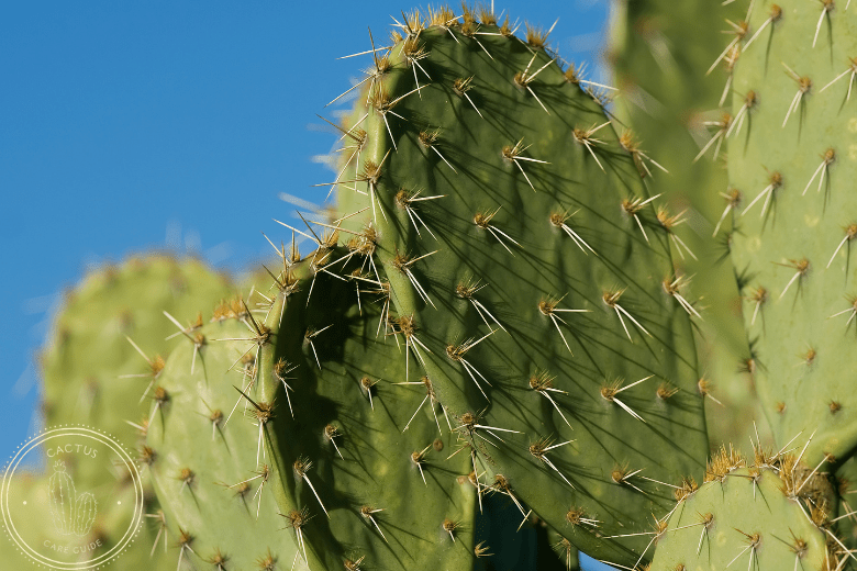 Poisonous Cacti List