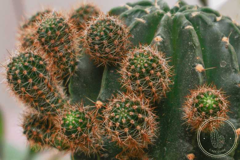 Can You Cut off a Piece of Cactus and Plant It