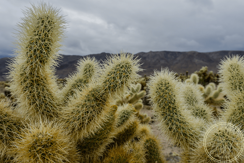 Poisonous Cacti List