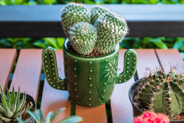 Preventing Cactus Sunburn