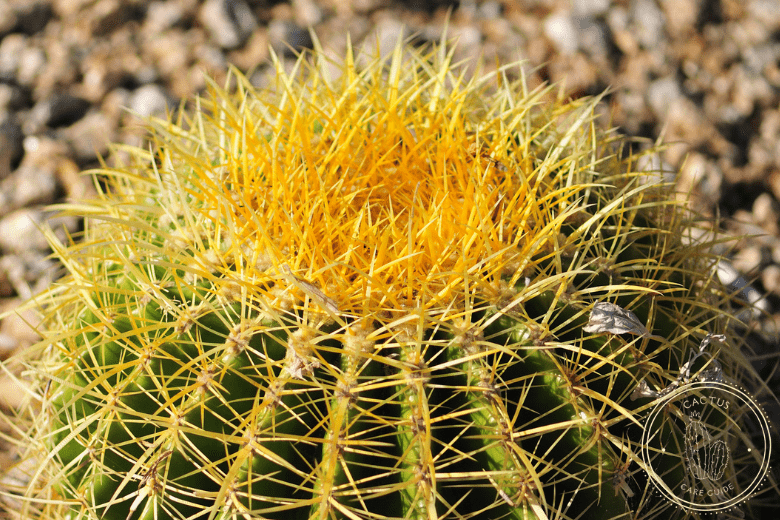 Are Golden Barrel Cactus Poisonous