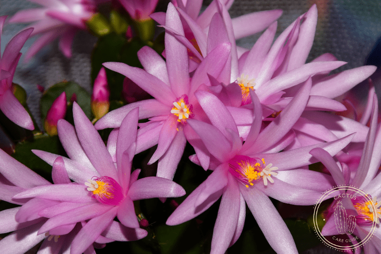 Best Types of Cactus You Can Grow at Home, Easter cactus