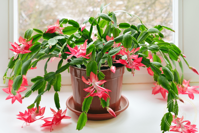 Do Christmas Cactus Like Coffee Grounds