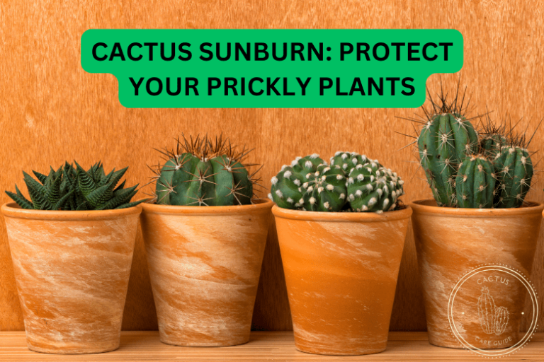 Cactus Sunburn