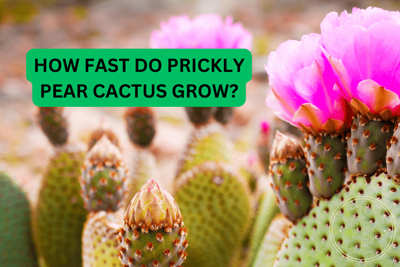 How Fast Do Prickly Pear Cactus Grow