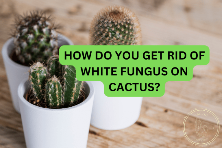 How Do You Get Rid of White Fungus On Cactus