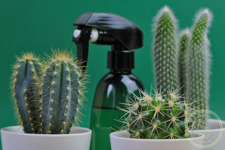 spray your cacti