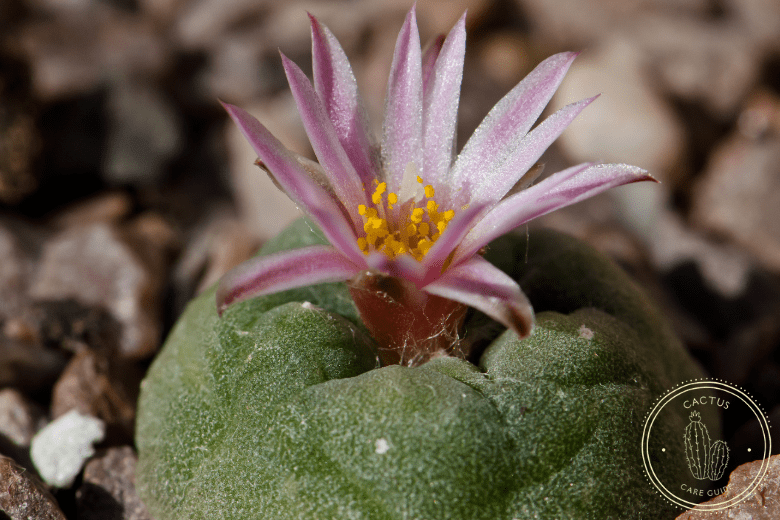 peyote cactus