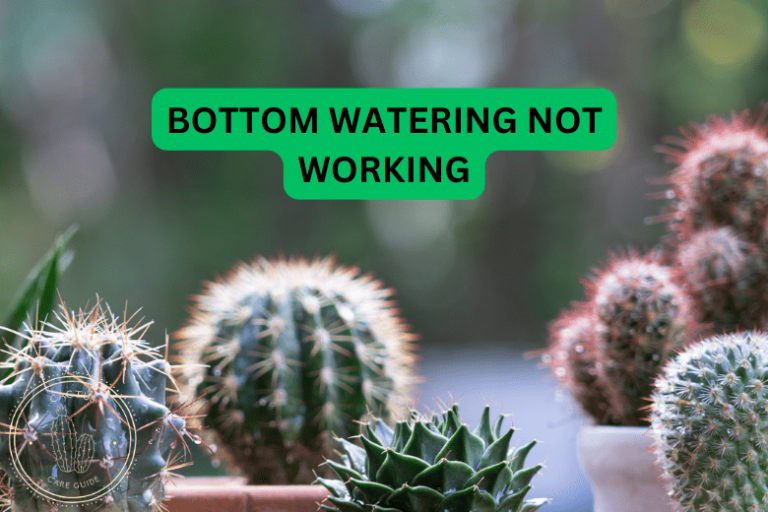 Bottom Watering Not Working