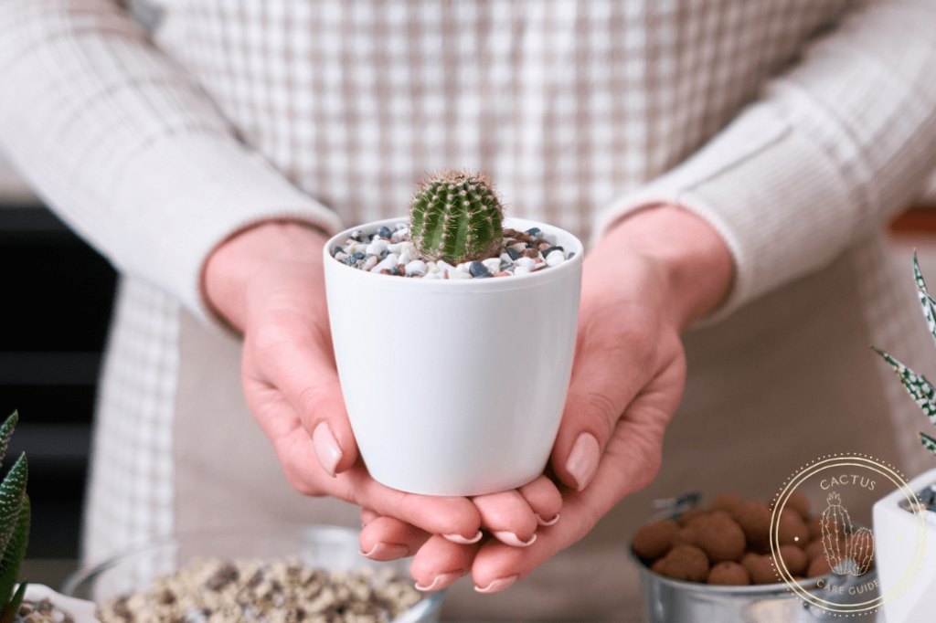 Best Pots For Cactus