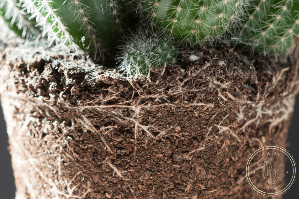 Cactus roots