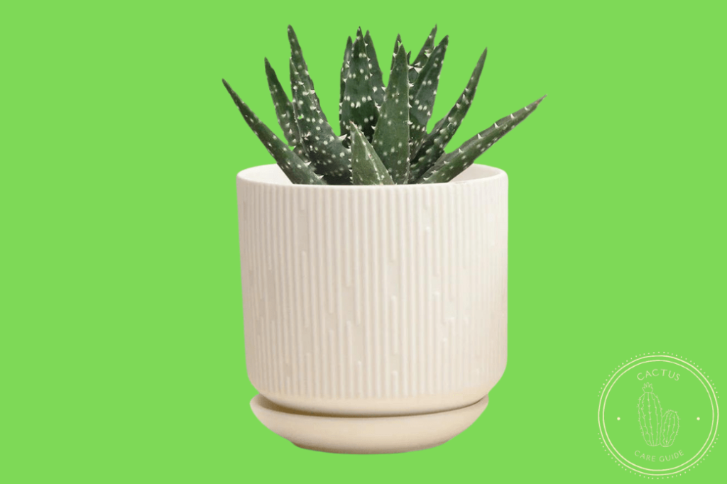 Best Pots For Cactus