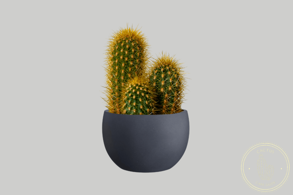 Best Pots For Cactus