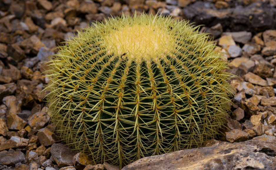 Barrel Cactus