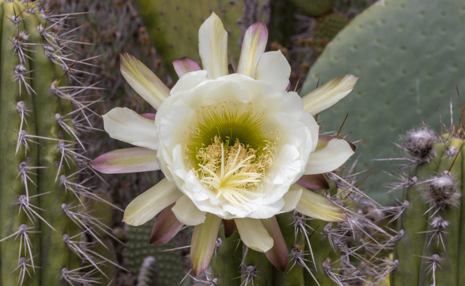 San Pedro cactus