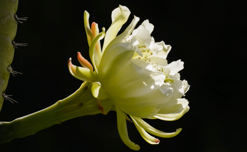 Peruvian Apple Cactus