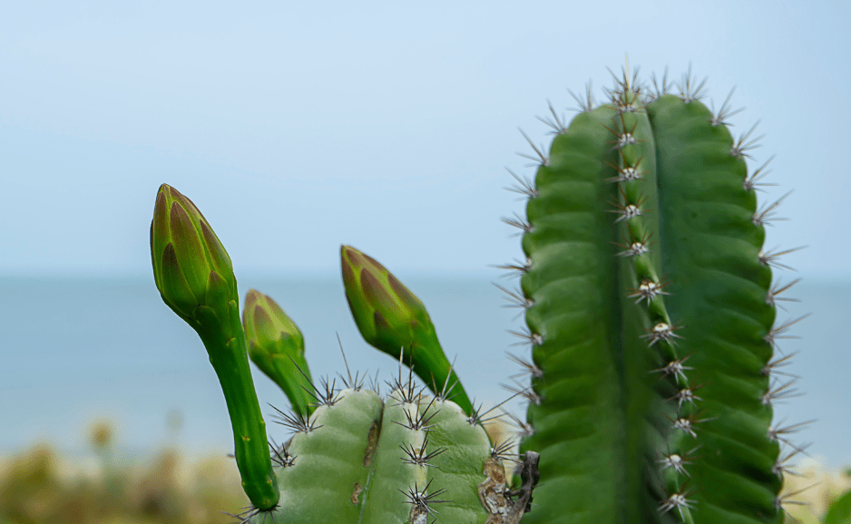 Peruvian Apple Cactus