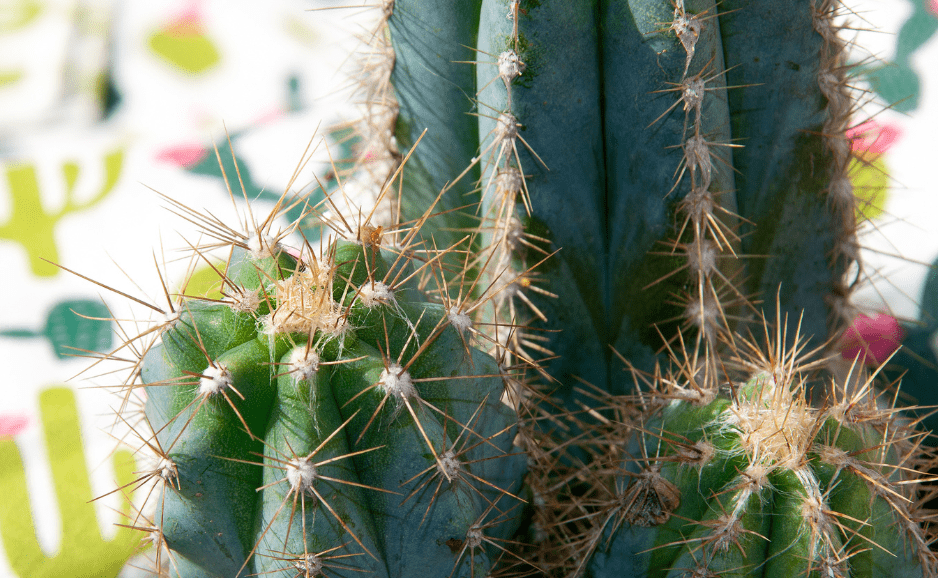 San Pedro cactus