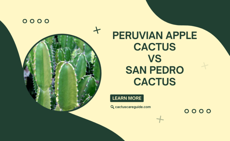 Peruvian Apple Cactus vs San Pedro Cactus