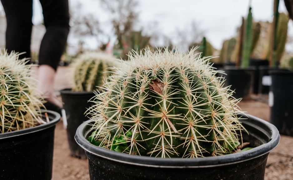 Barrel Cactus