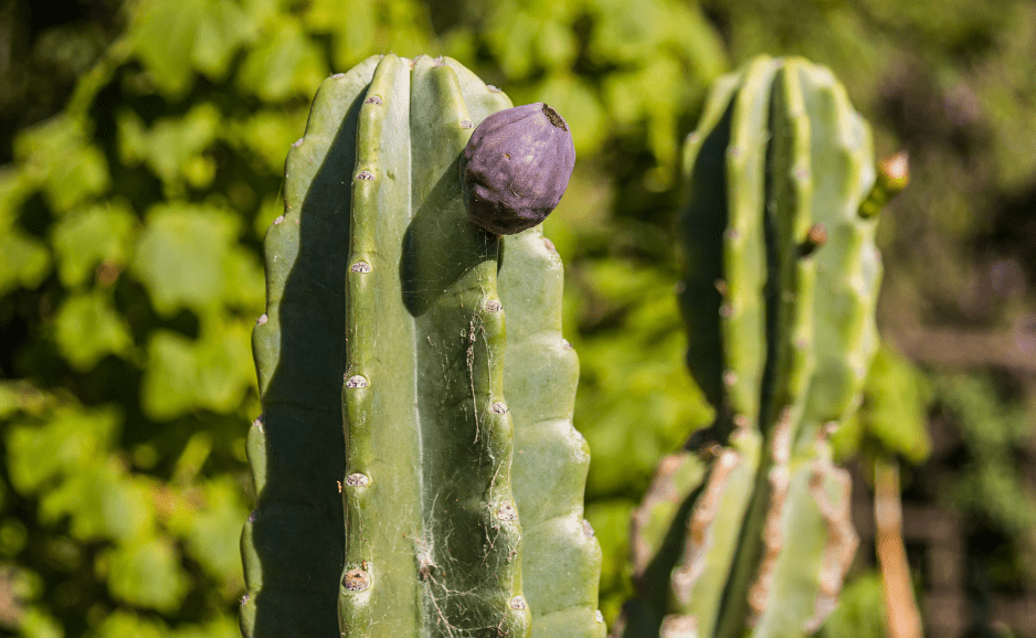 Peruvian Apple Cactus