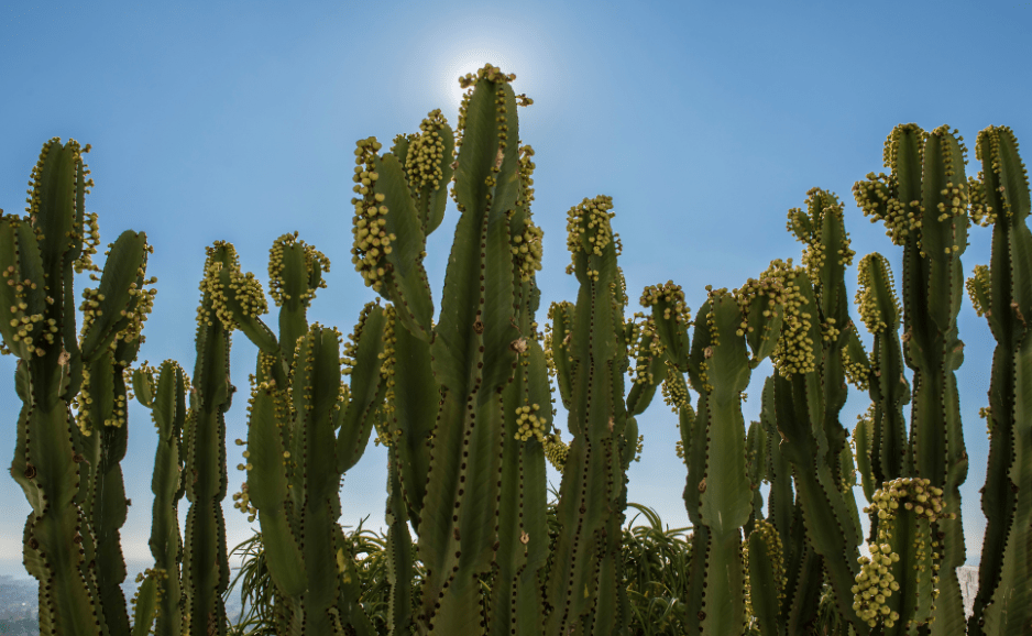 Peruvian Apple Cactus