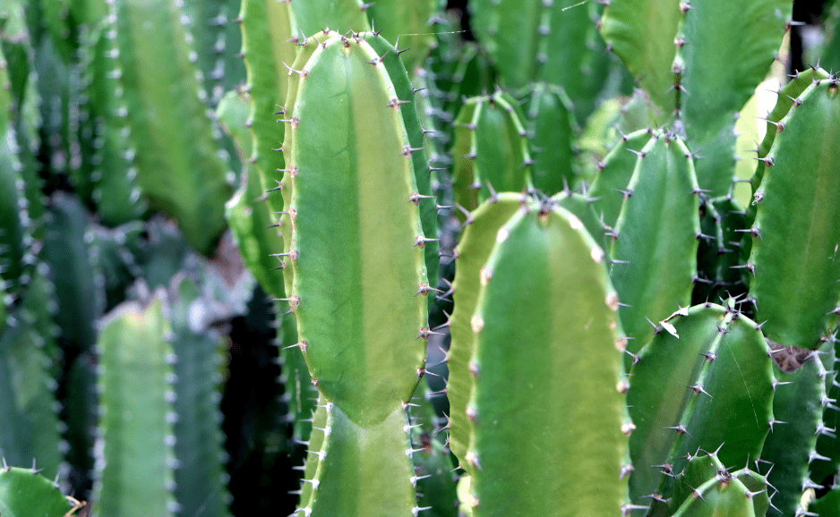 San Pedro cactus