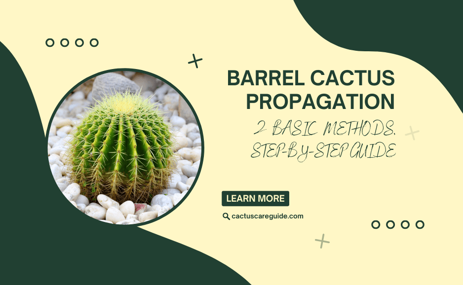 Barrel Cactus Propagation